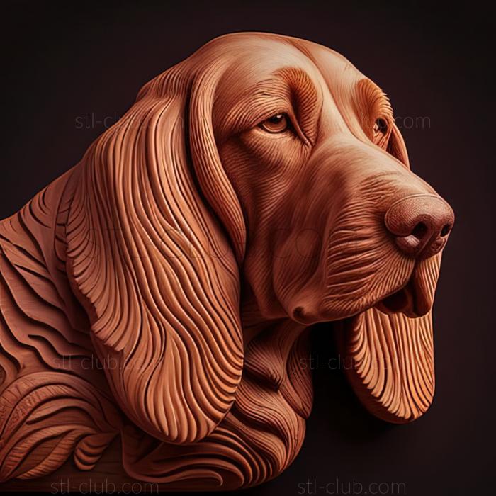 st Red Breton Basset dog